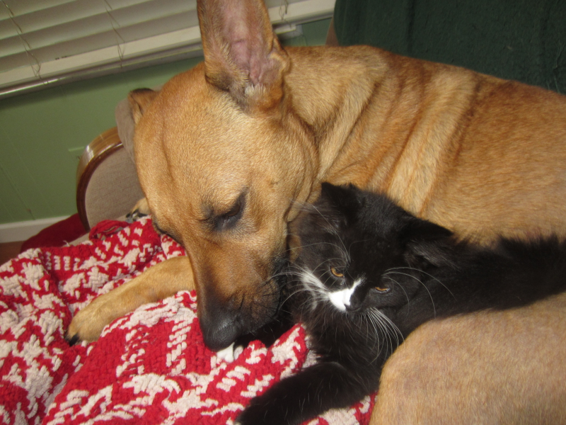 Illustration for article titled The Truth About Cats And Dogs *Update*